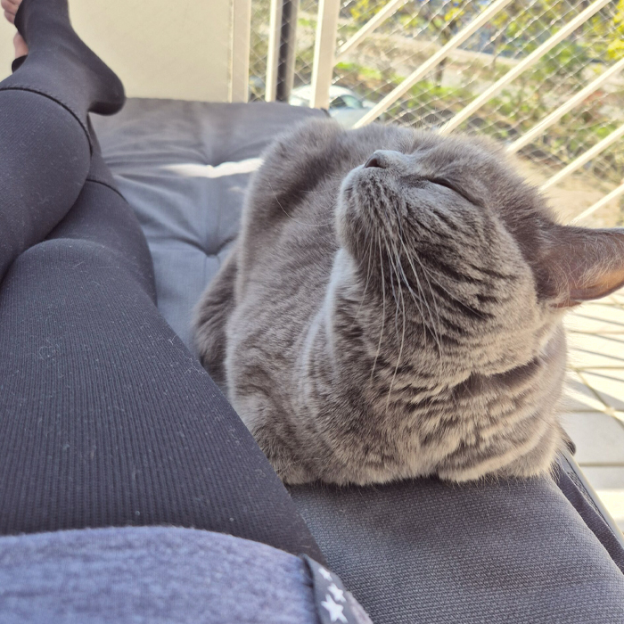 Katze