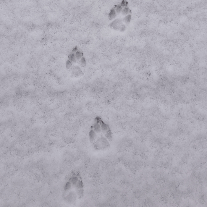 Hundepftenabdrücke im Schnee